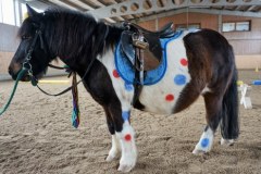 Faschingsreiten 2015