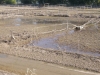 40_pferdekoppeln_180613